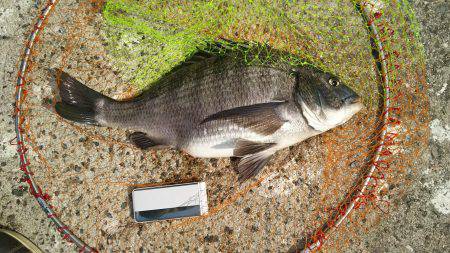 乗っ込みシーズン